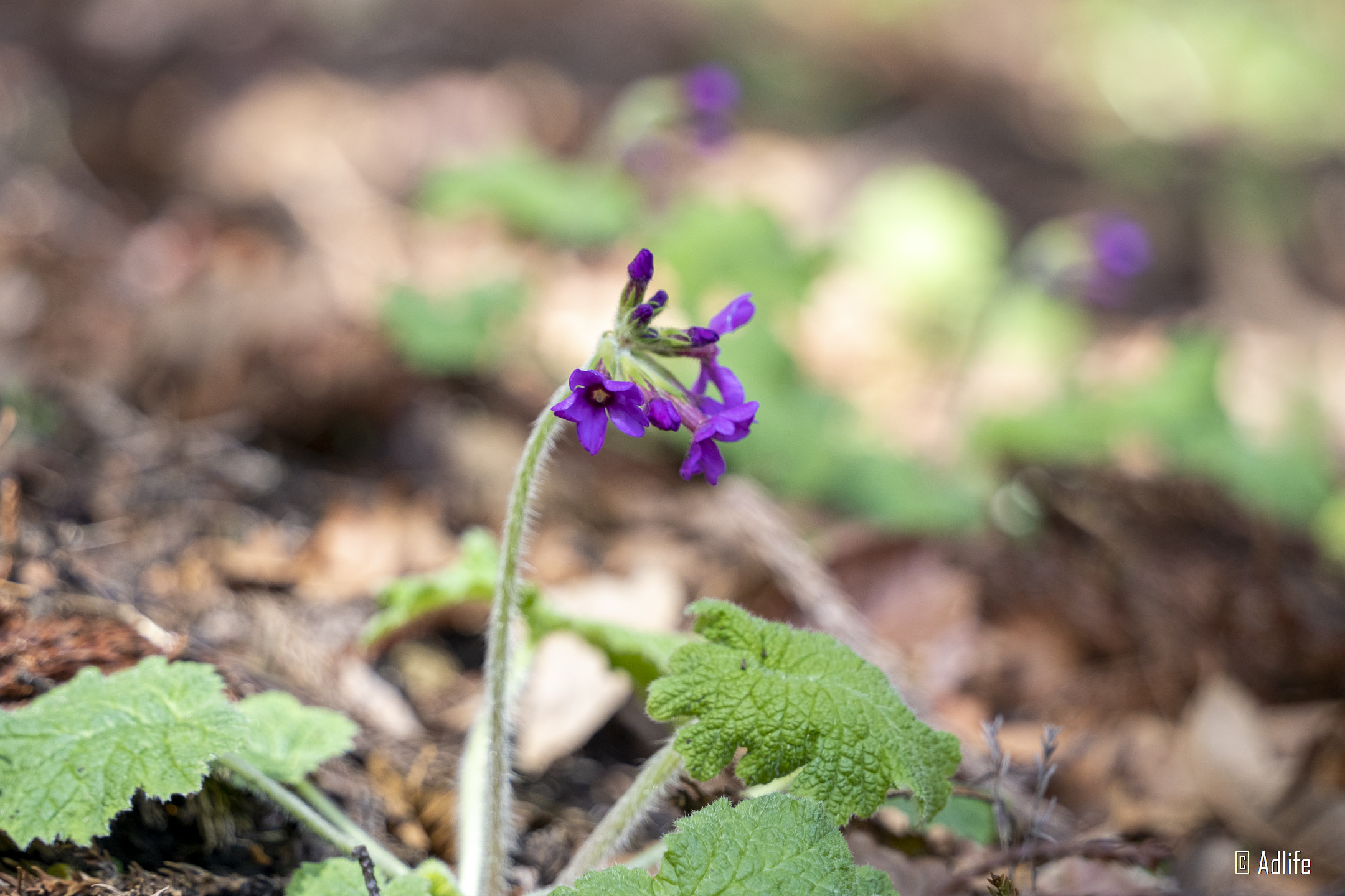 f:id:Adder:20210613101801j:plain