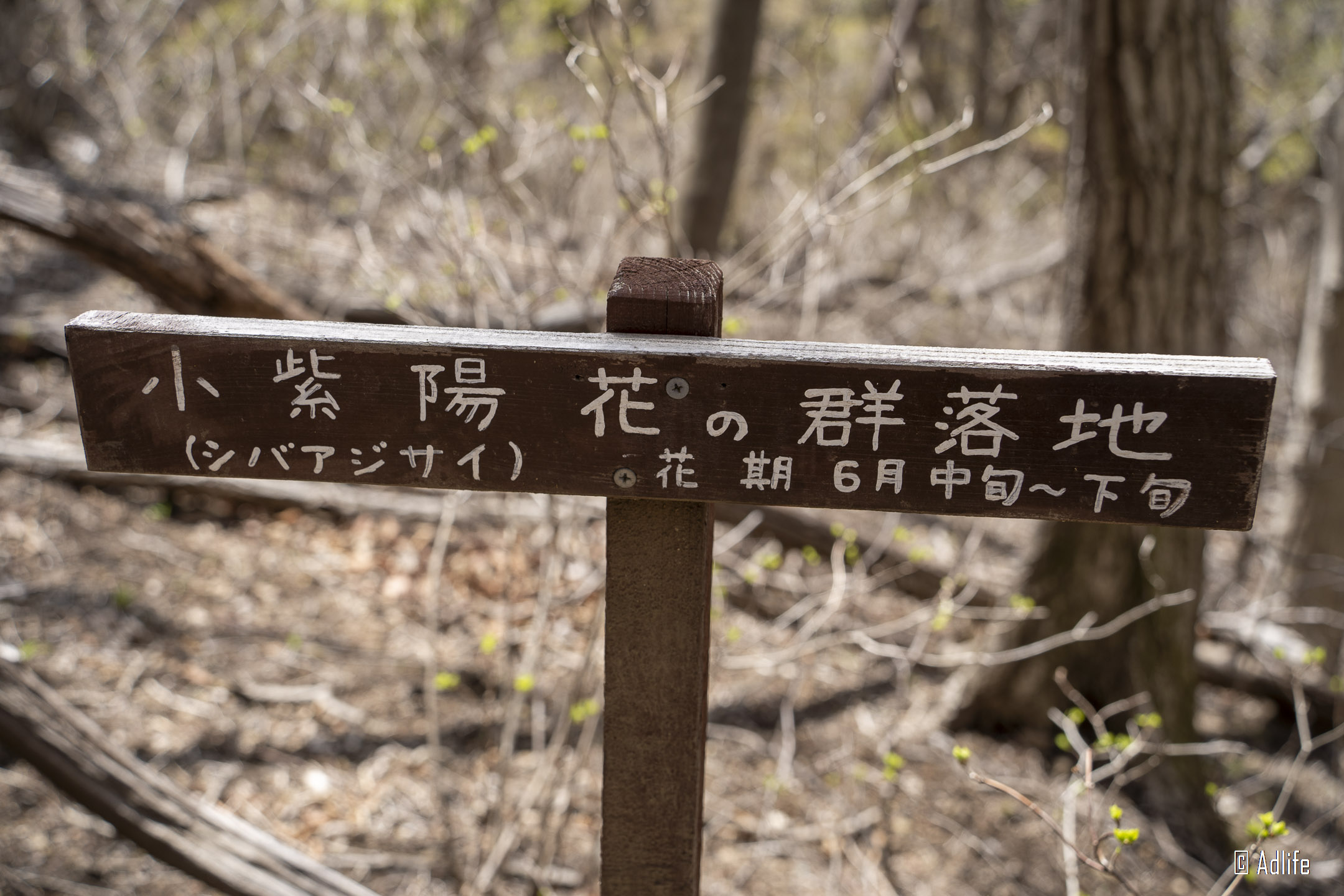 f:id:Adder:20210613101858j:plain