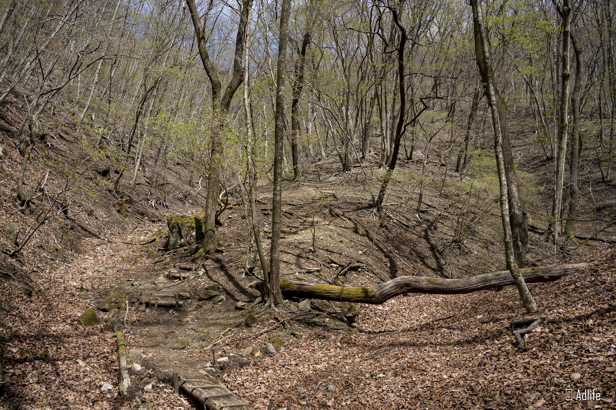 f:id:Adder:20210613101905j:plain