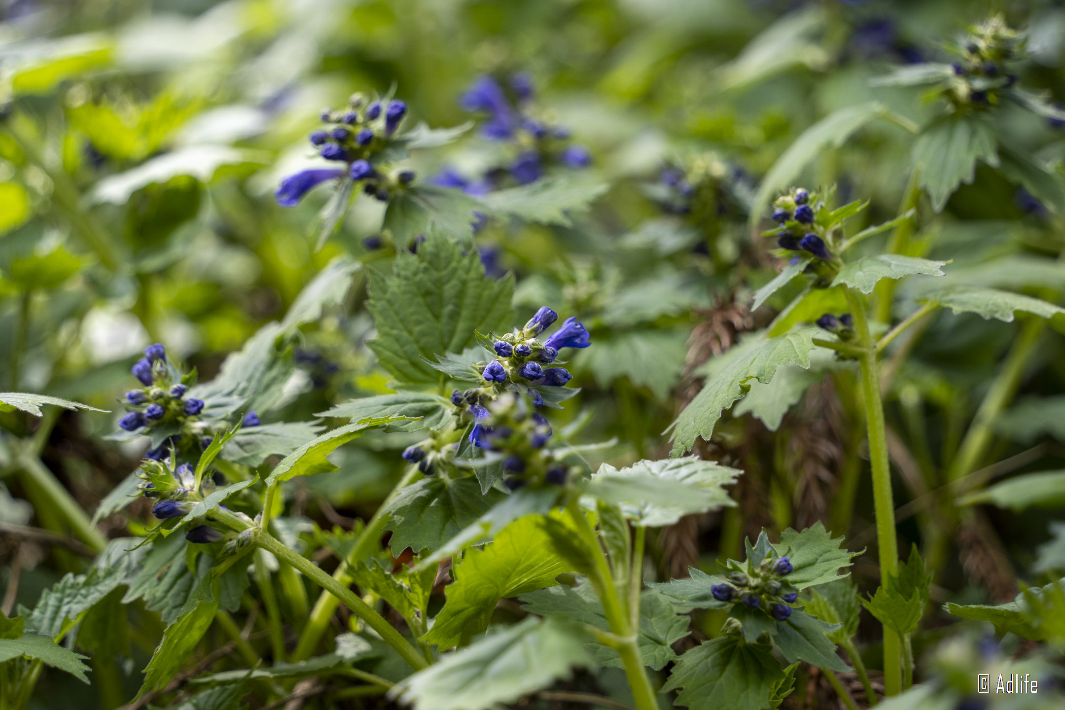 f:id:Adder:20210613101936j:plain