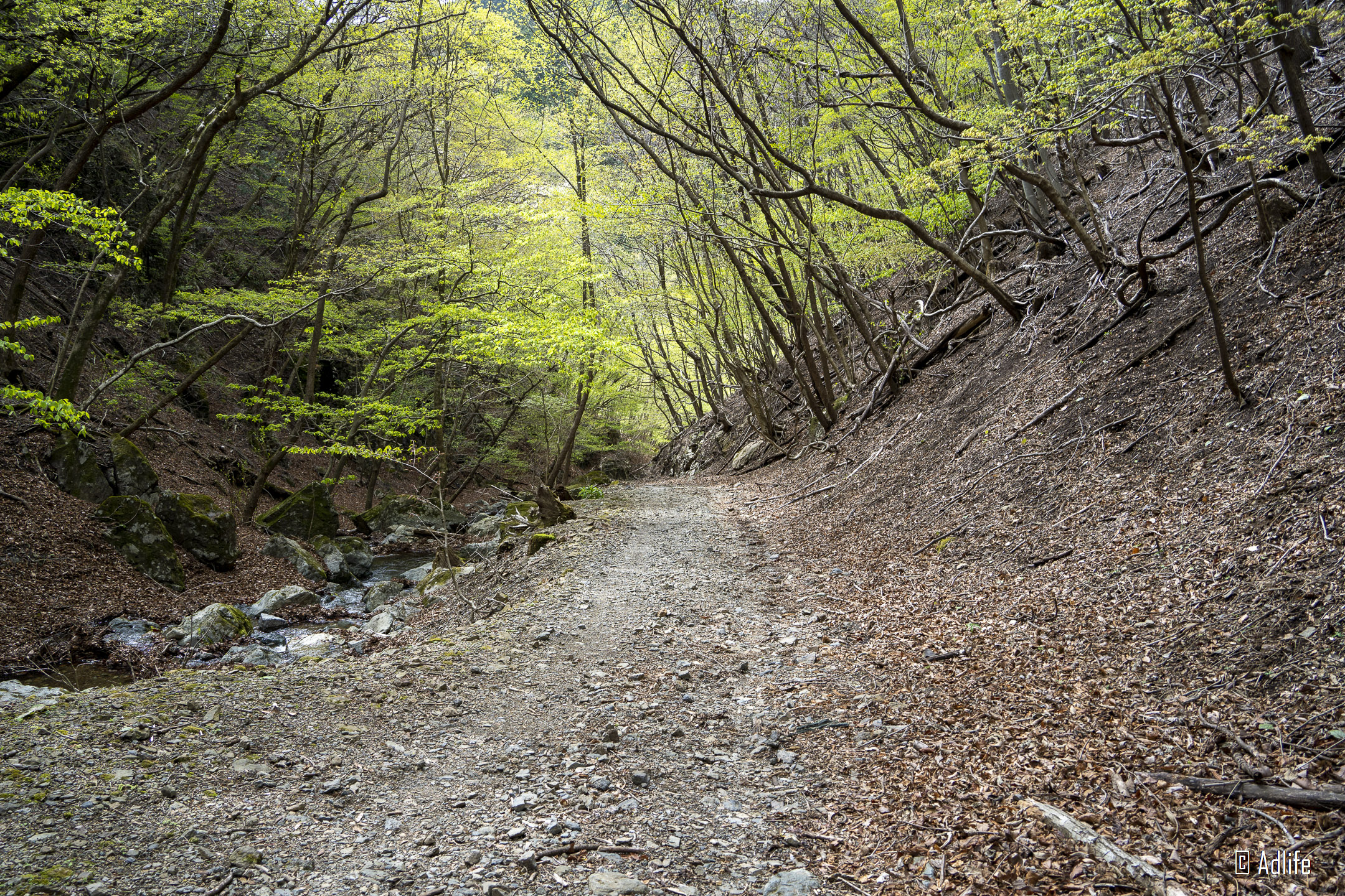 f:id:Adder:20210613102023j:plain