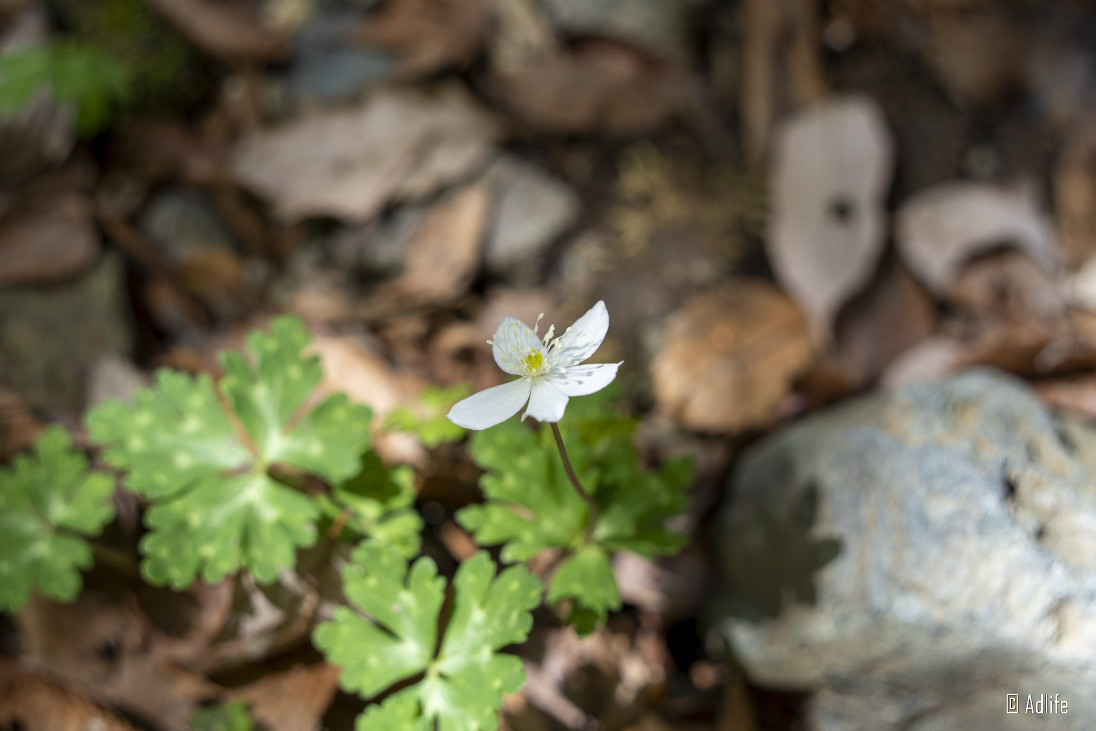 f:id:Adder:20210613102111j:plain