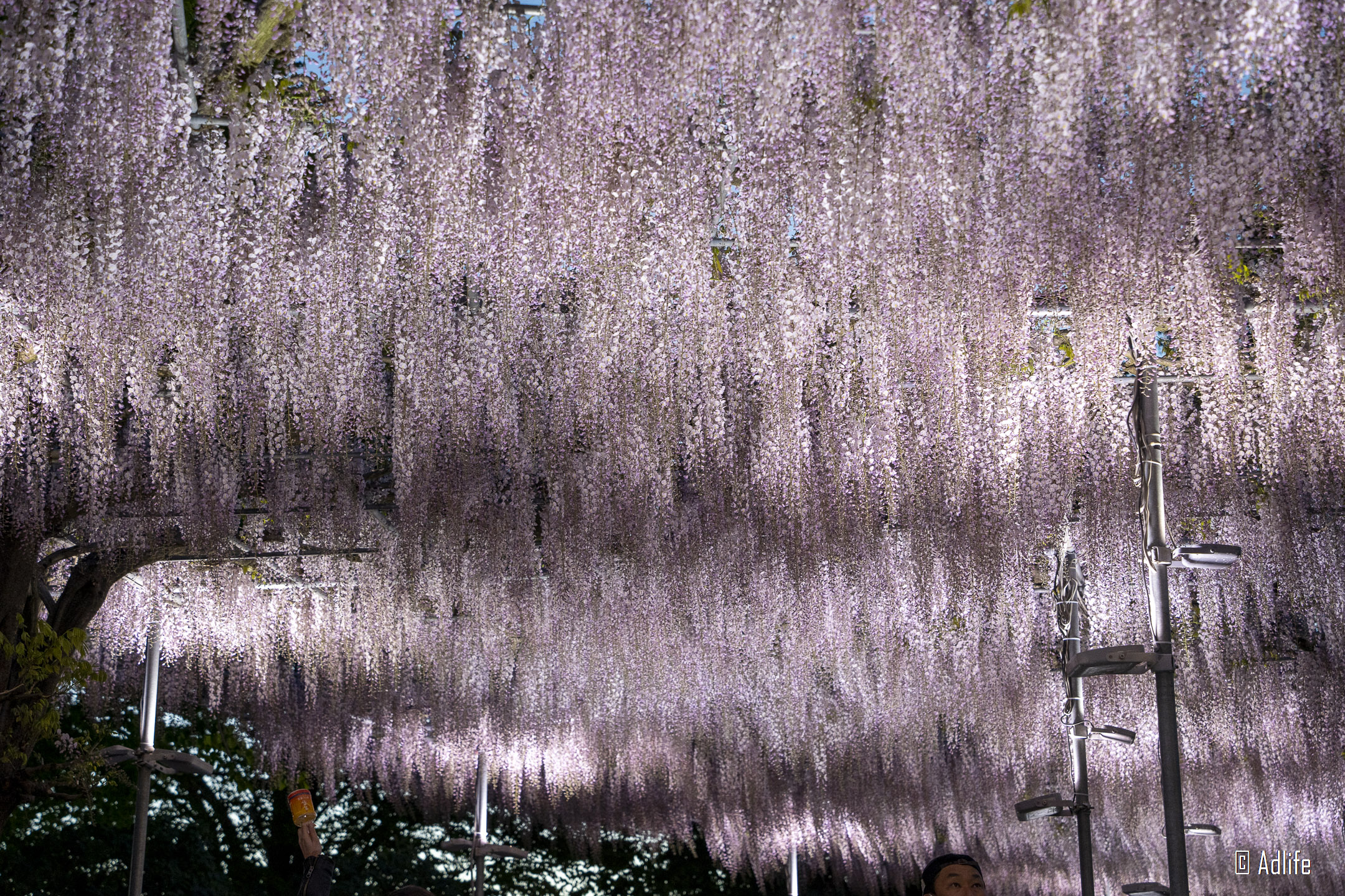 f:id:Adder:20210613102311j:plain