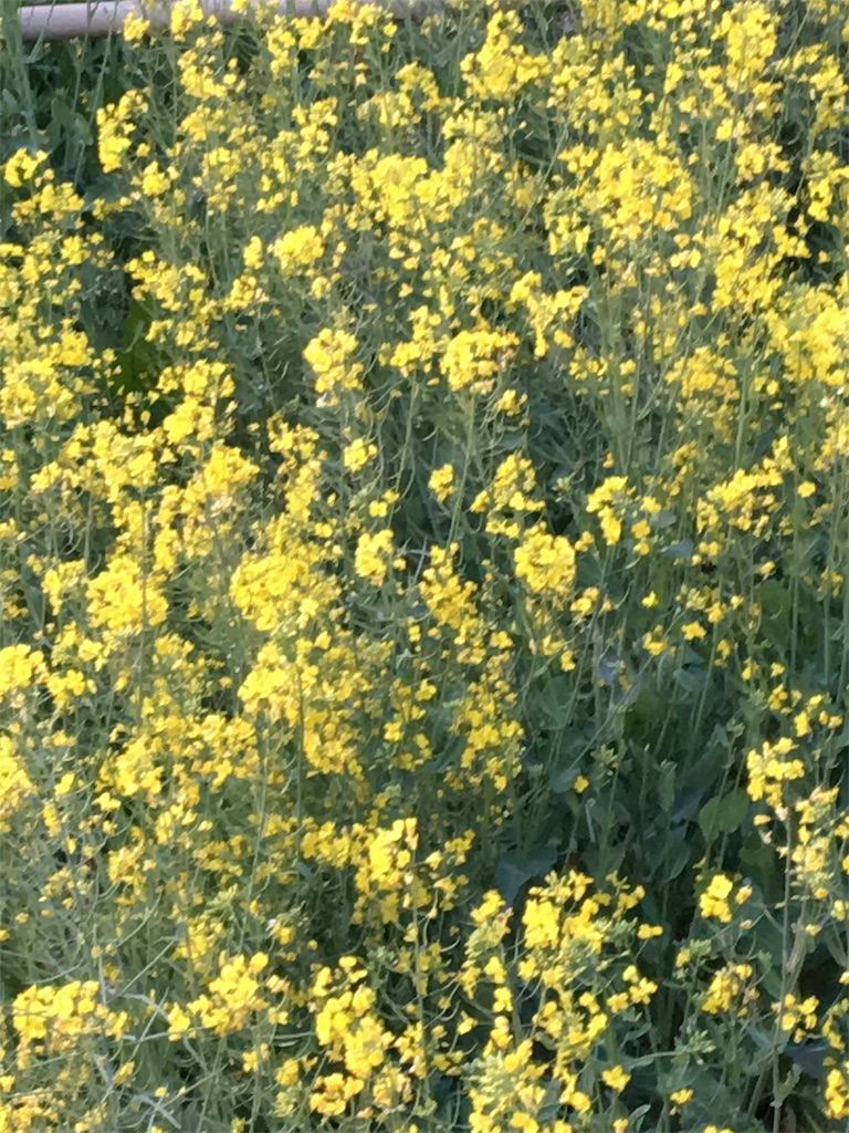 f:id:AdonaiQuoVadis:20180407073410j:image