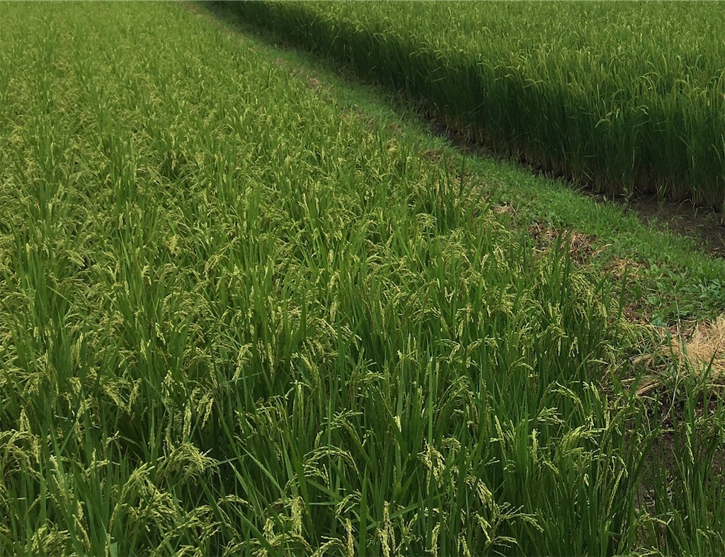 f:id:AdonaiQuoVadis:20210905150835j:image f:id:AdonaiQuoVadis:20210905150835j:image