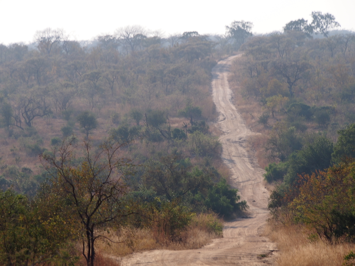 【南アフリカ/観光】クルーガー国立公園のツアーに参加してみた! みちしるべ