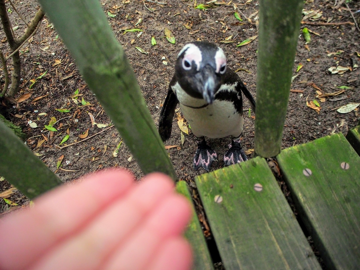 ケープタウン 観光 野生ペンギンの楽園 ボルダーズビーチ 南アフリカ みちしるべ