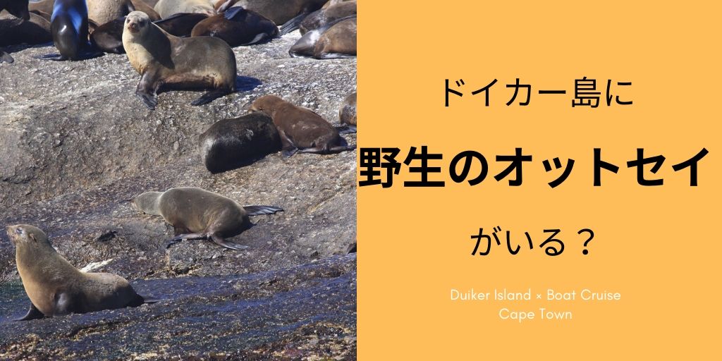 ケープタウン 観光 ドイカー島に野生オットセイ生息 みちしるべ