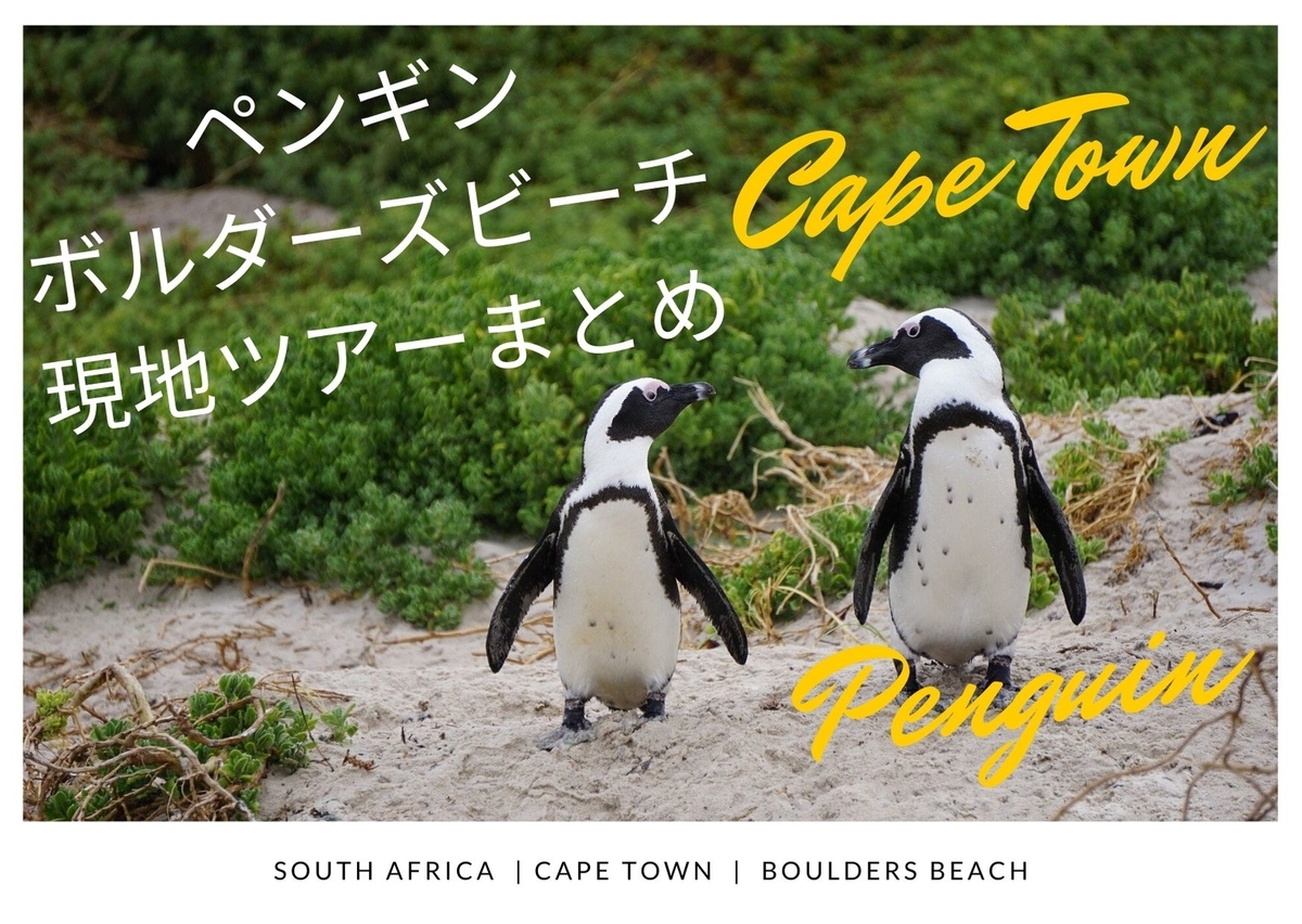 ケープタウン 観光 ペンギン ボルダーズビーチの現地ツアーまとめ 南アフリカ みちしるべ