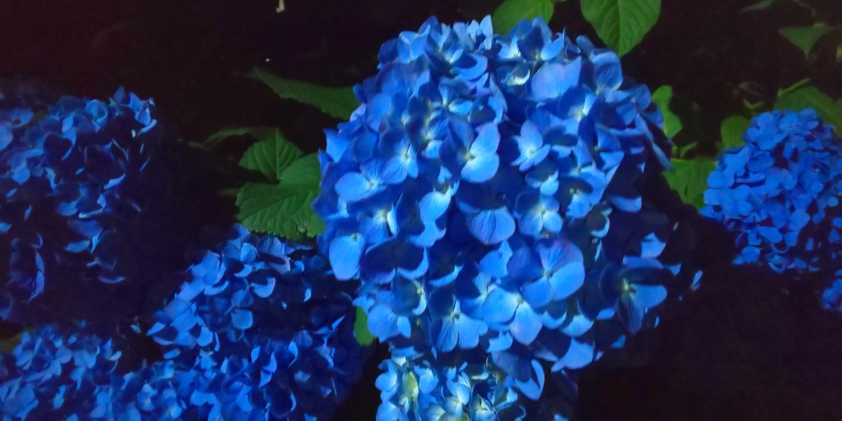 f:id:Agatt:20190615001643j:plain f:id:Agatt:20190615001643j:plain