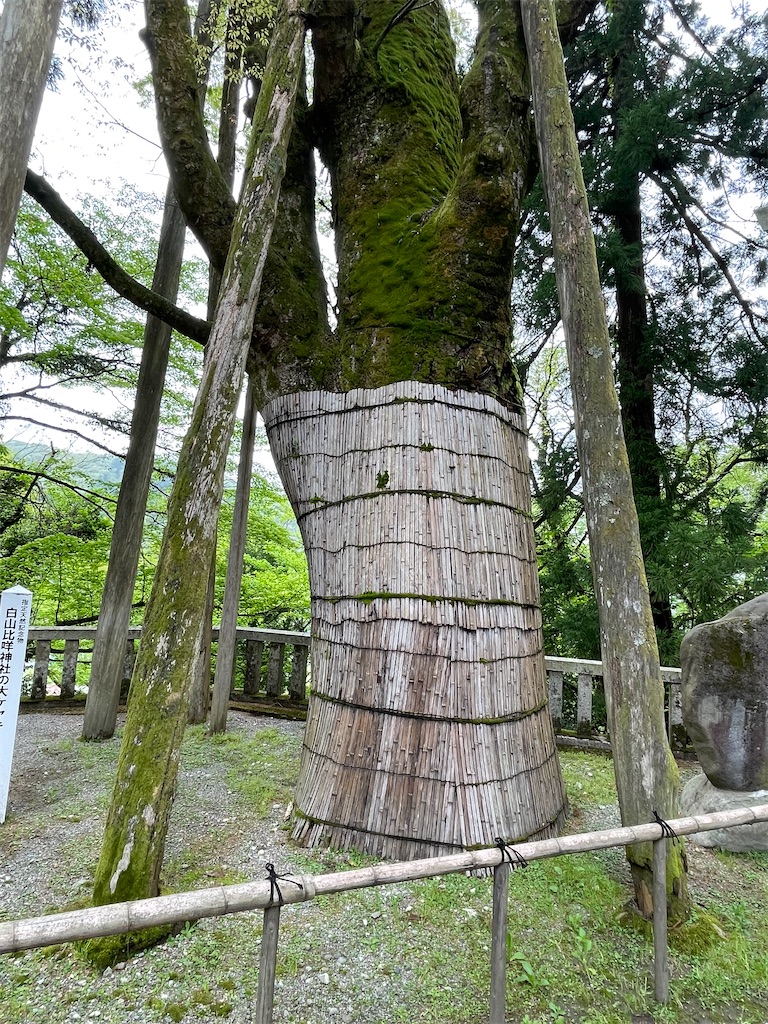 f:id:Aishirou:20230422064427j:image f:id:Aishirou:20230422064427j:image
