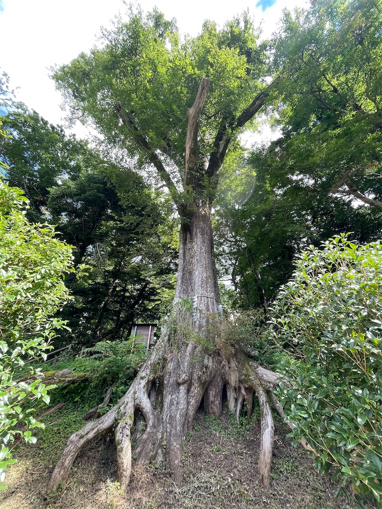 f:id:Aishirou:20230901182422j:image f:id:Aishirou:20230901182422j:image
