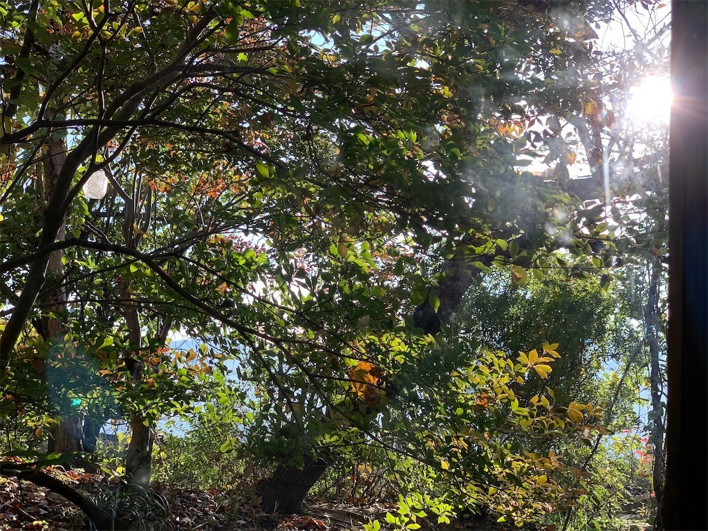 f:id:AisomeSin:20201103104447j:image f:id:AisomeSin:20201103104447j:image