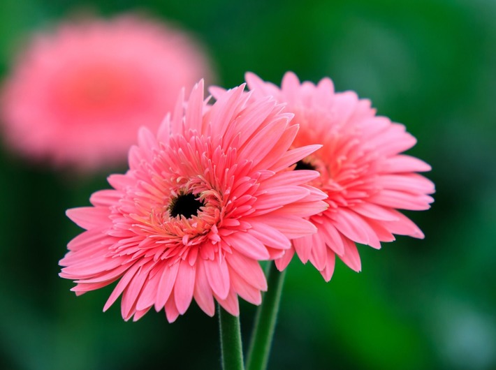 f:id:AkMk:20190416112517j:plain f:id:AkMk:20190416112517j:plain