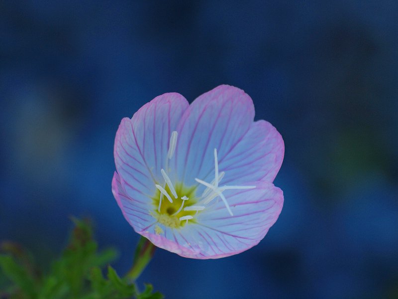 f:id:AkMk:20190416114646j:plain f:id:AkMk:20190416114646j:plain