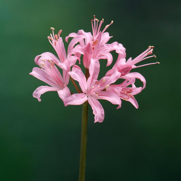 f:id:AkMk:20190416115548j:plain f:id:AkMk:20190416115548j:plain