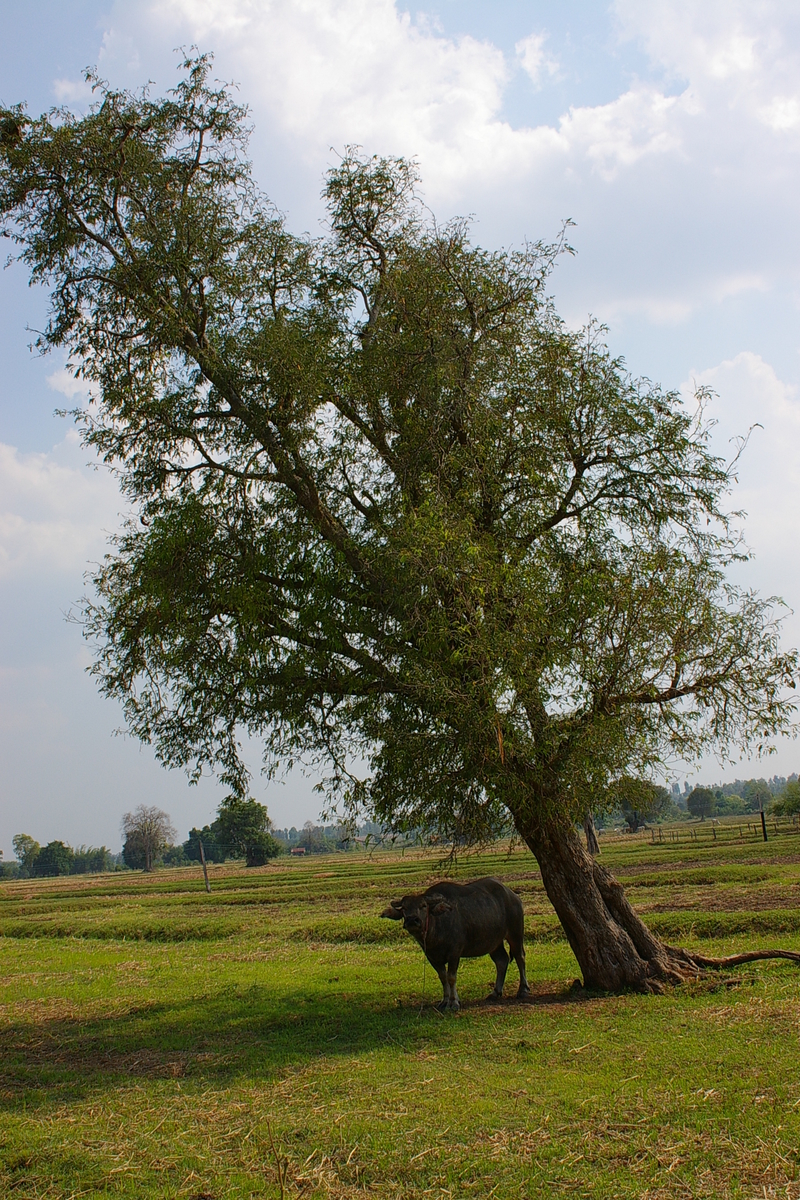 f:id:AkahigeACEC:20210611221322j:plain