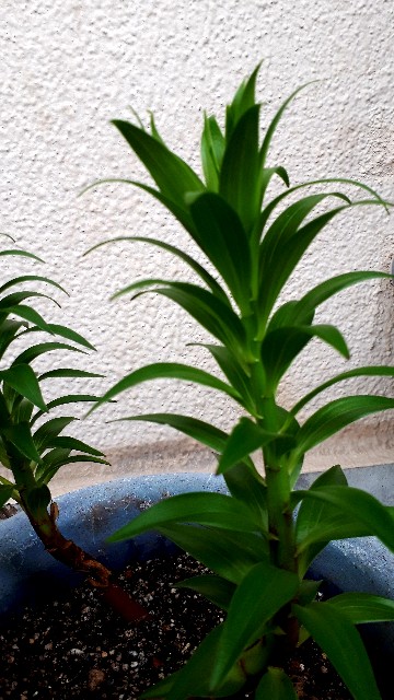 f:id:Akanji:20200703200807j:image f:id:Akanji:20200703200807j:image