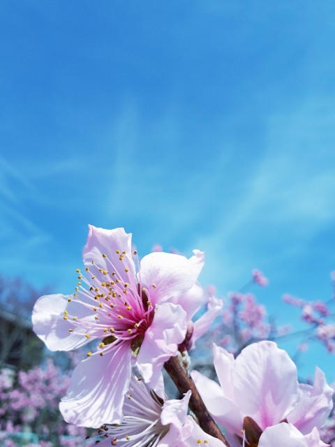 f:id:Akanji:20210327213745j:image f:id:Akanji:20210327213745j:image
