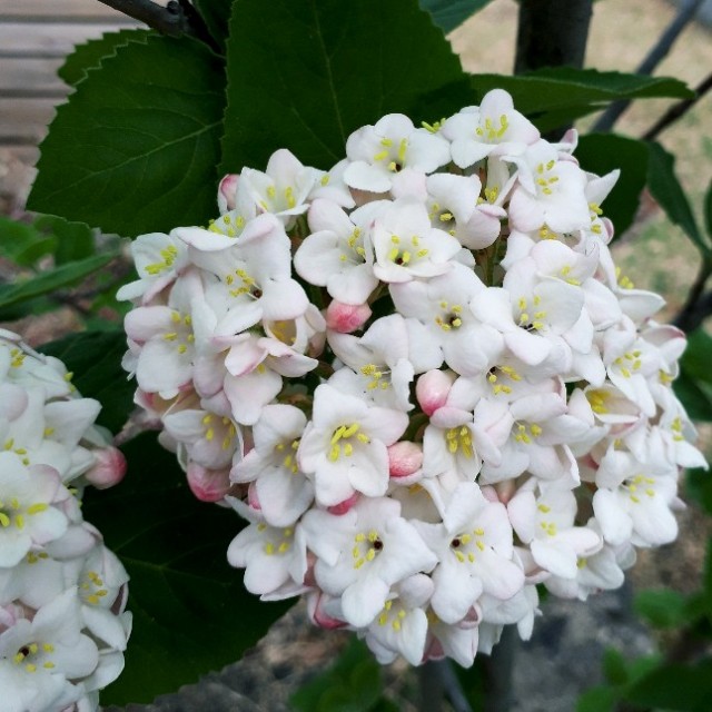 f:id:Akanji:20210403211847j:image f:id:Akanji:20210403211847j:image