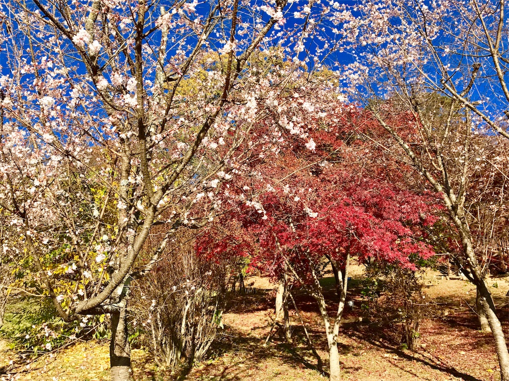 f:id:AkasakaIchiro:20171119174607j:image f:id:AkasakaIchiro:20171119174607j:image