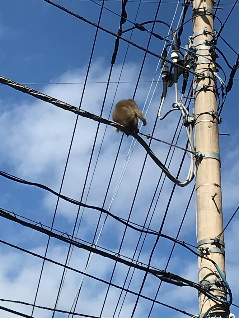 f:id:AkasakaIchiro:20180930072357j:image f:id:AkasakaIchiro:20180930072357j:image