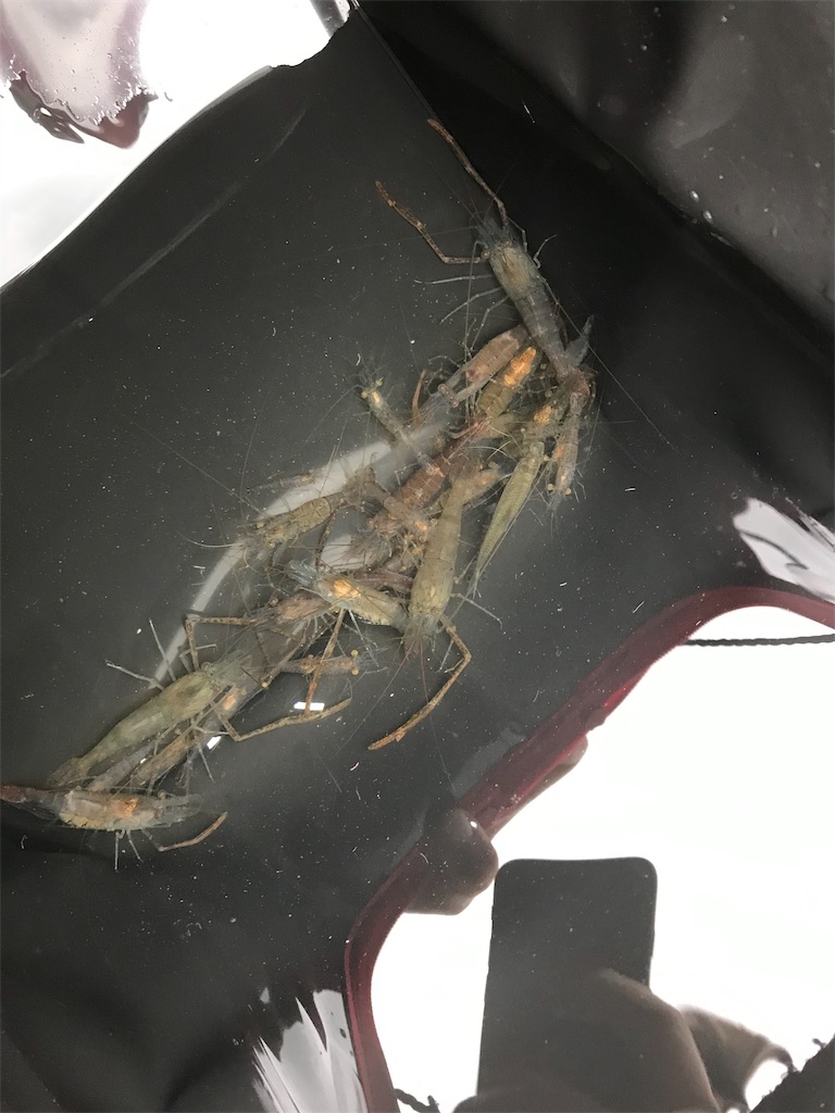 f:id:AkasakaIchiro:20190706092923j:image f:id:AkasakaIchiro:20190706092923j:image