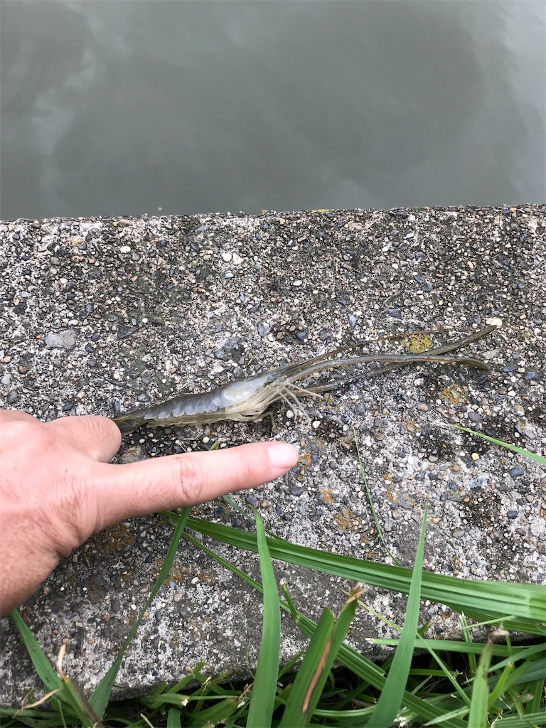 f:id:AkasakaIchiro:20190706092929j:image f:id:AkasakaIchiro:20190706092929j:image