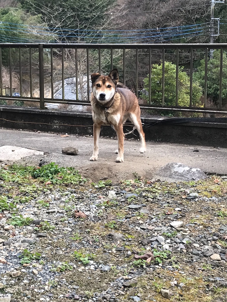 f:id:AkasakaIchiro:20191215144239j:image f:id:AkasakaIchiro:20191215144239j:image