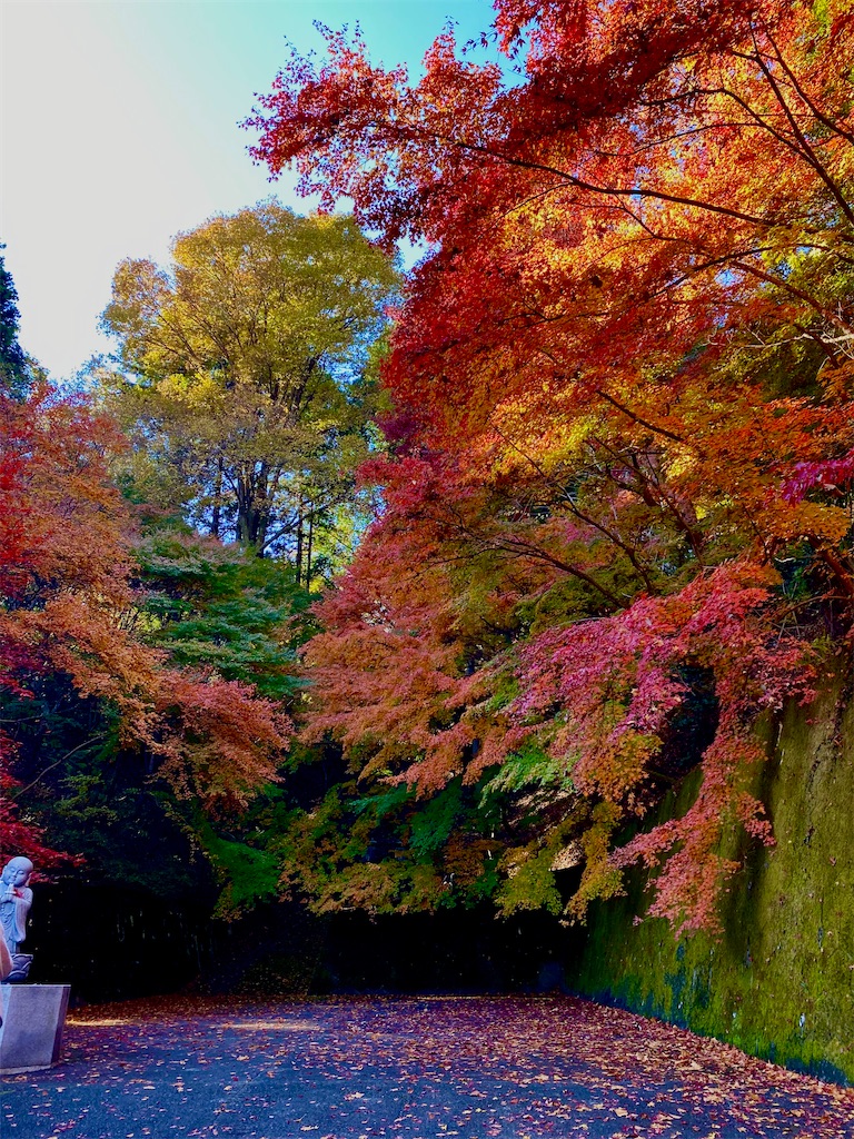 f:id:AkasakaIchiro:20241128113552j:image f:id:AkasakaIchiro:20241128113552j:image