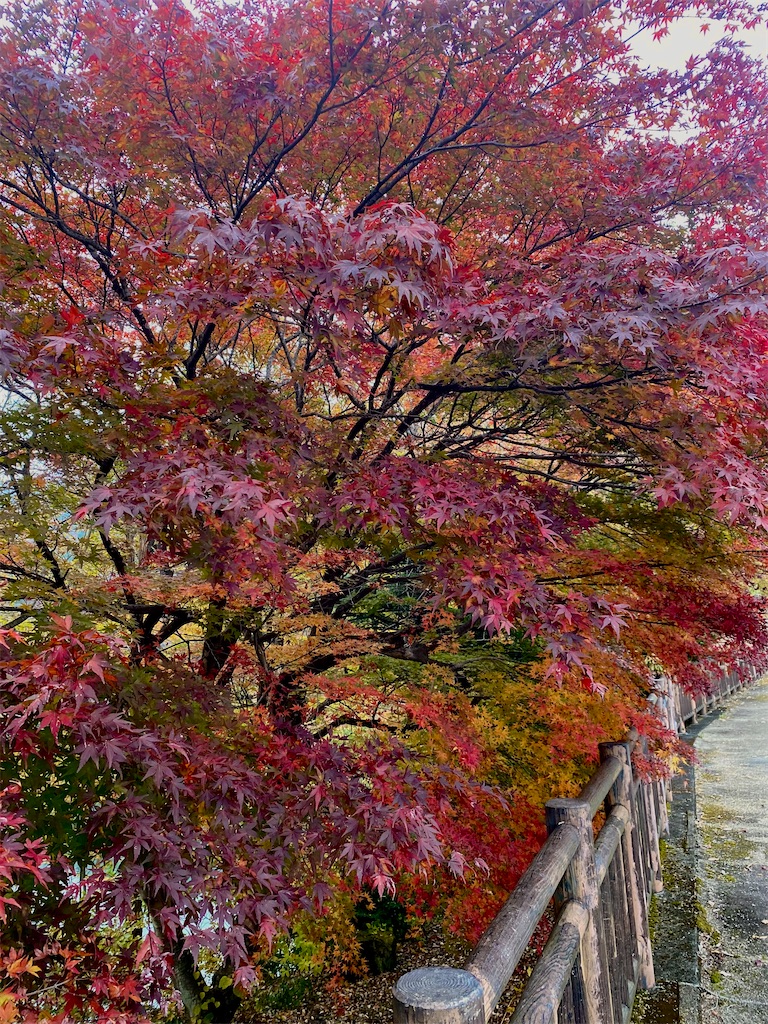f:id:AkasakaIchiro:20241128115842j:image f:id:AkasakaIchiro:20241128115842j:image