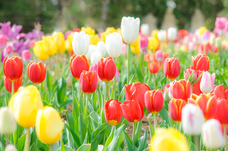 f:id:Akemi83:20200116210046j:plain f:id:Akemi83:20200116210046j:plain