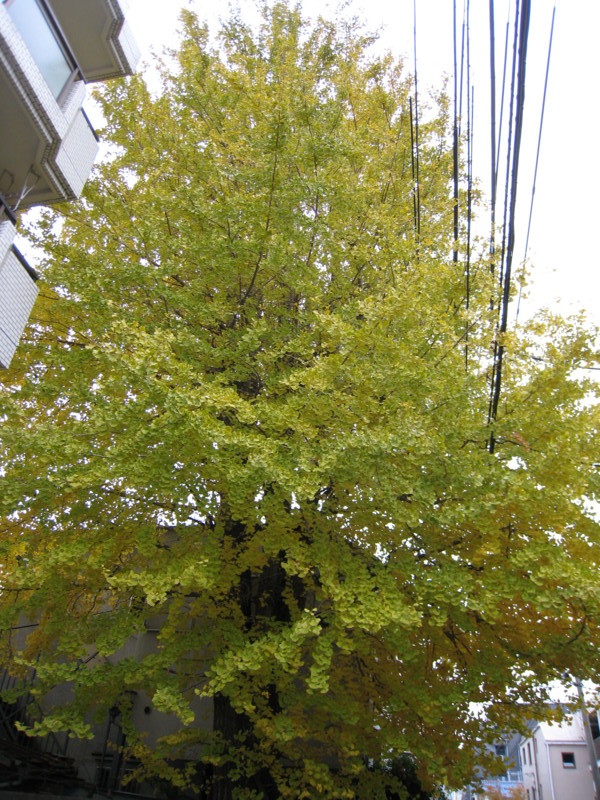 [紅葉]