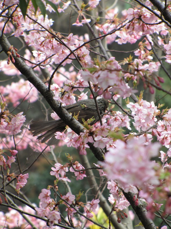 [鳥][花]