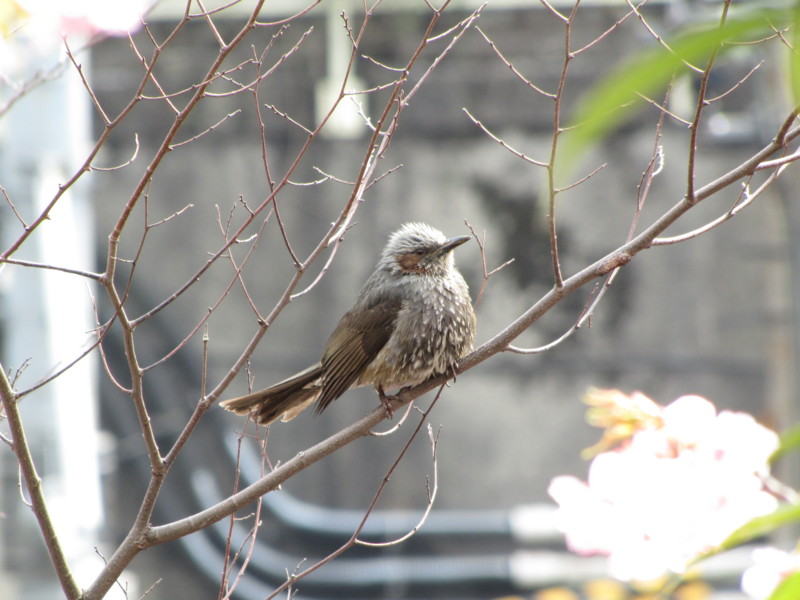 [鳥]