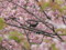 [鳥][花]
