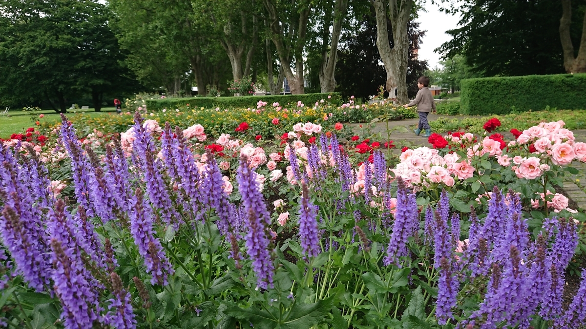 f:id:AkiReisen:20190614003350j:plain f:id:AkiReisen:20190614003350j:plain