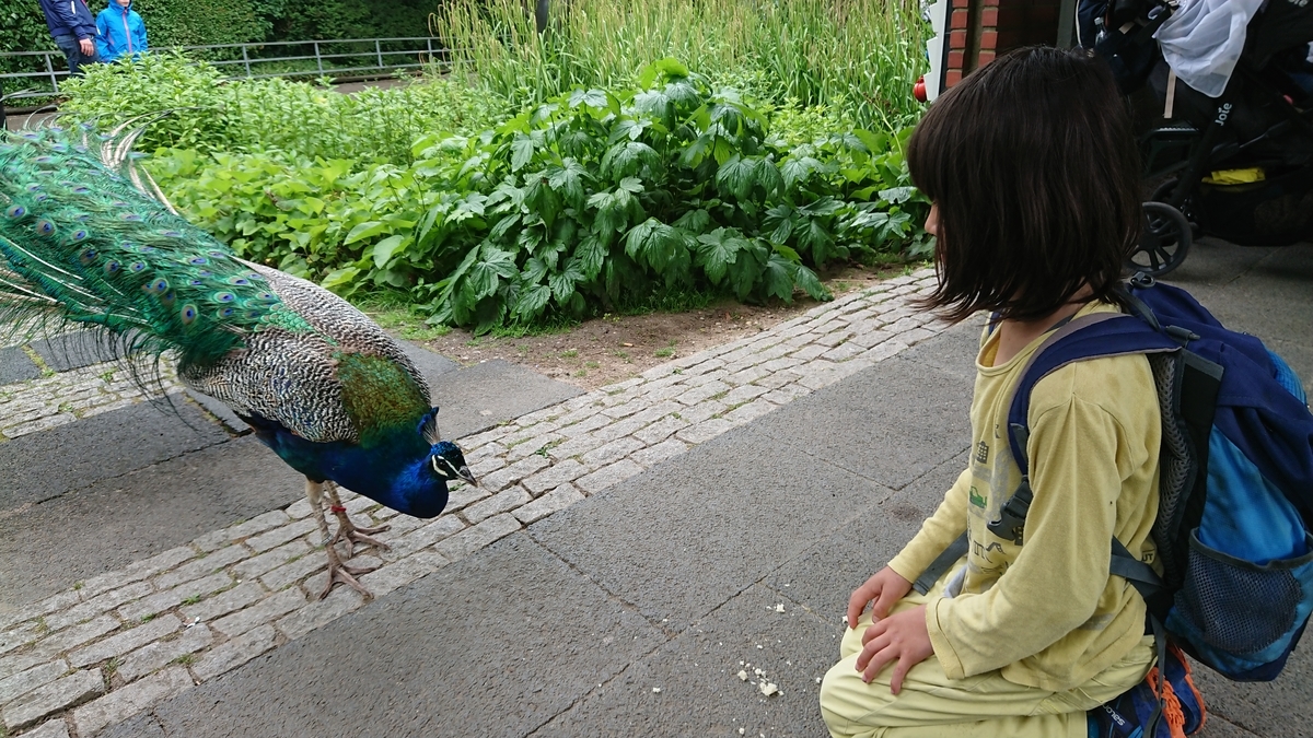 f:id:AkiReisen:20190614011454j:plain f:id:AkiReisen:20190614011454j:plain
