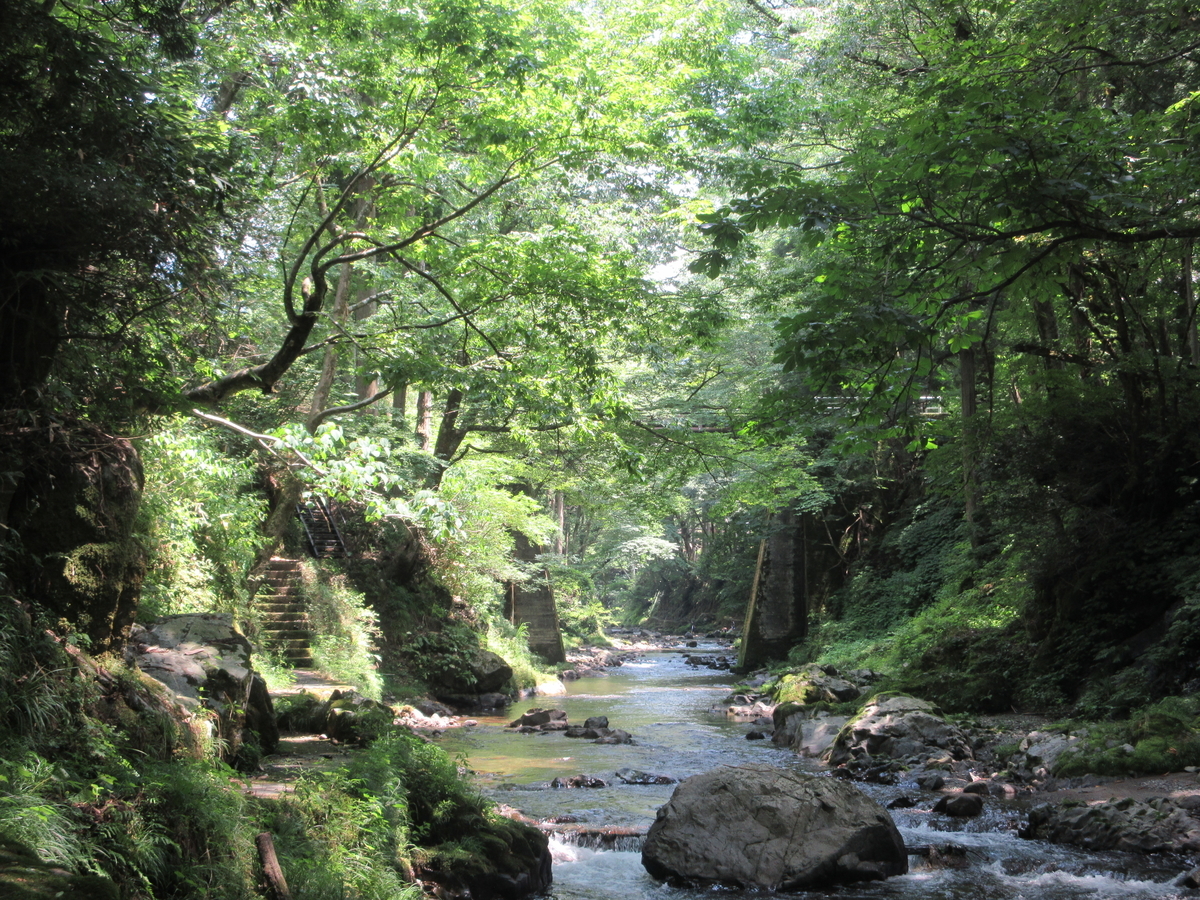 山間僻地の清流に洗われる 福井県 池田町 ハハコグサ ふたりが飛び立つその日まで 山間僻地の清流に洗われる 福井県 池田町 ハハコグサ ふたりが飛び立つその日まで