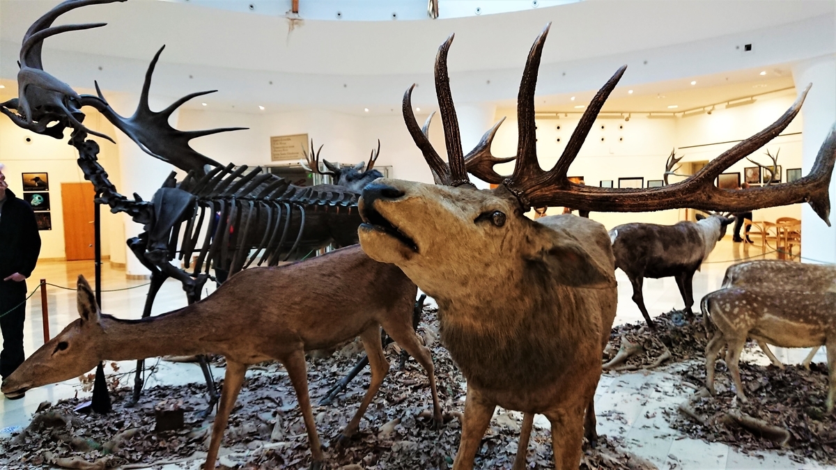 Magyar Természettudományi Múzeum　ハンガリー自然史博物館