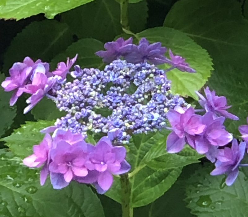 f:id:AkikoHORII:20190609152603p:plain f:id:AkikoHORII:20190609152603p:plain