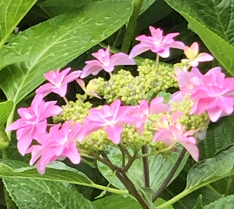 f:id:AkikoHORII:20190609152724p:plain f:id:AkikoHORII:20190609152724p:plain