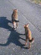 f:id:Akimbo:20061022093339j:image