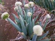 f:id:Akimbo:20070421151530j:image