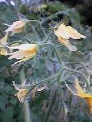 f:id:Akimbo:20070630155103j:image