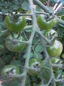 f:id:Akimbo:20070630155128j:image