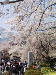 f:id:Akimbo:20080406122127j:image