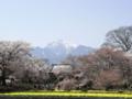 [桜]実相寺遠景