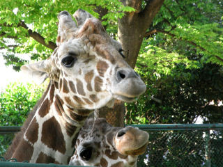 f:id:Akimbo:20090430143733j:image f:id:Akimbo:20090430143733j:image
