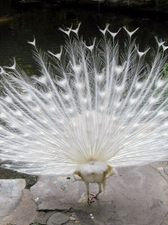 f:id:Akimbo:20090501093513j:image f:id:Akimbo:20090501093513j:image